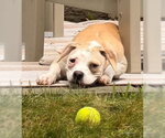 Small Photo #13 Mutt Puppy For Sale in New York, NY, USA