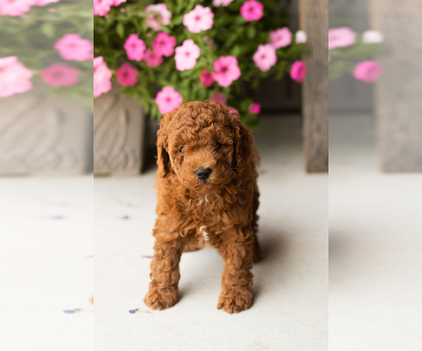 Medium Photo #2 Goldendoodle (Miniature) Puppy For Sale in TOPEKA, IN, USA