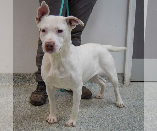 Medium Photo #2 American Bulldog-American Staffordshire Terrier Mix Puppy For Sale in Huntley, IL, USA
