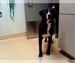 Small Borador