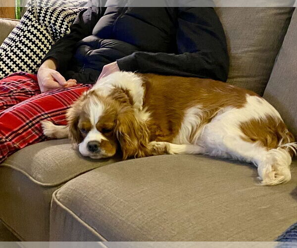 Medium Photo #3 Cavalier King Charles Spaniel Puppy For Sale in Brooklyn Center, MN, USA