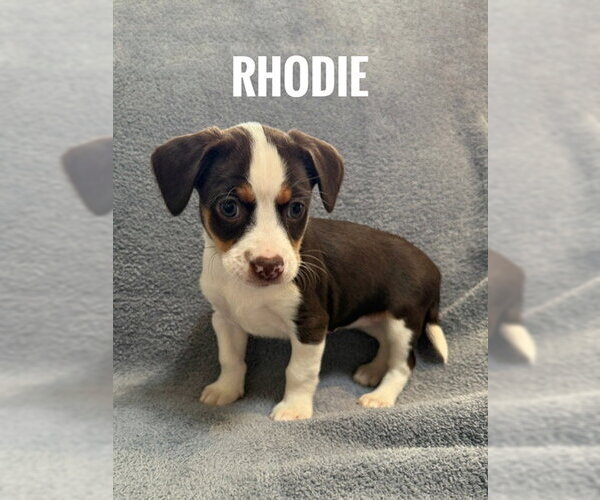 Medium Photo #1 Chiranian Puppy For Sale in Bellevue, WA, USA