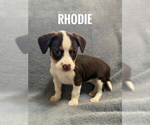 Chiranian Dogs for adoption in Bellevue, WA, USA