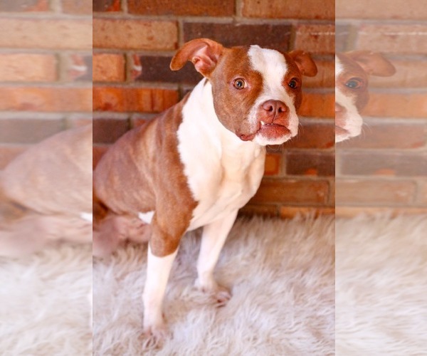 Medium Photo #3 Boston Terrier-Unknown Mix Puppy For Sale in Greenville, SC, USA