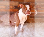 Small #2 Boston Terrier Mix