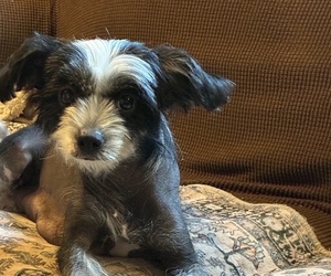 Mother of the Chinese Crested puppies born on 05/20/2025