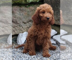 Goldendoodle Puppy for sale in FREDERICKSBURG, OH, USA