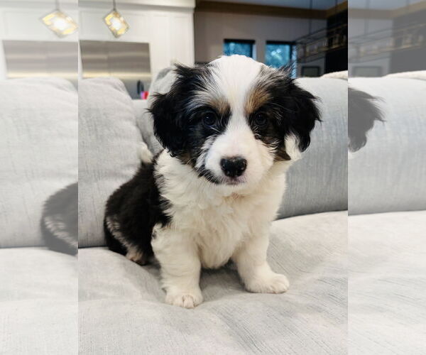 Medium Photo #3 Collie-Unknown Mix Puppy For Sale in Marina Del Rey, CA, USA