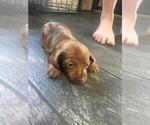 Small Photo #1 Dachshund Puppy For Sale in BUTLER, PA, USA