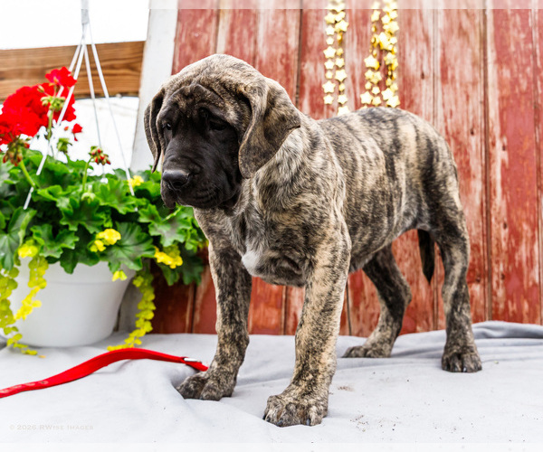 Medium Photo #7 Mastiff Puppy For Sale in WAKARUSA, IN, USA