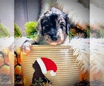 Puppy JUNIPER Sheepadoodle