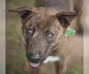 Labrador Retriever Dogs for adoption in Rosenberg, TX, USA