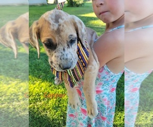 Medium Daniff-Neapolitan Mastiff Mix