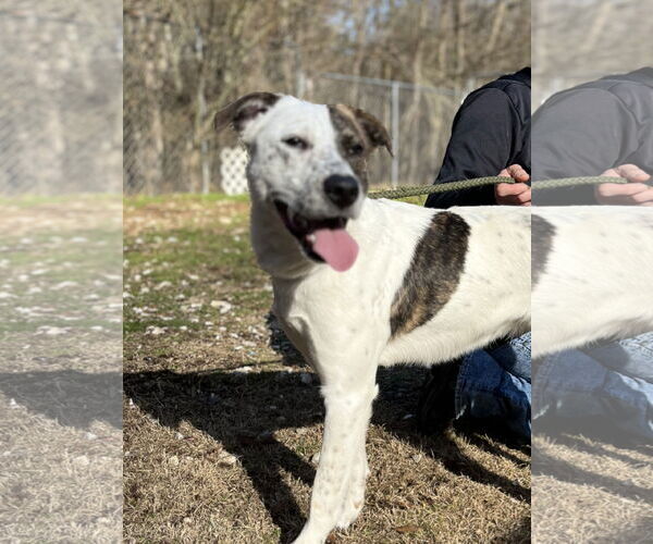 Medium Photo #1 Mutt Puppy For Sale in Crandall, GA, USA
