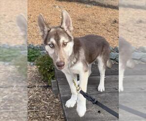 Medium Huskies  Mix