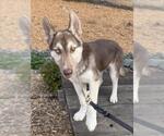 Small Huskies  Mix