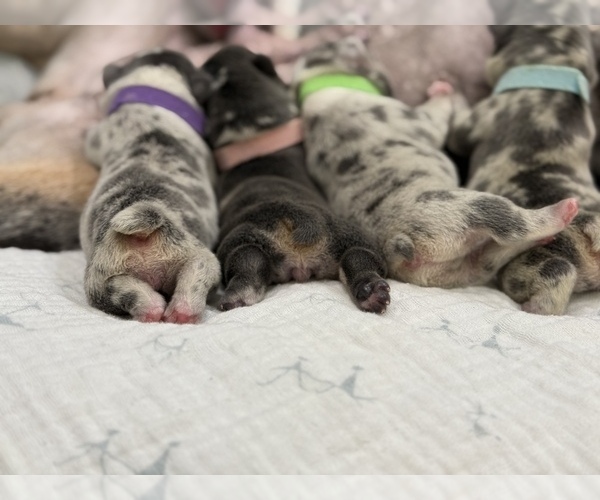 Medium Photo #18 French Bulldog Puppy For Sale in PLEASANTON, CA, USA
