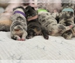 Small #17 French Bulldog