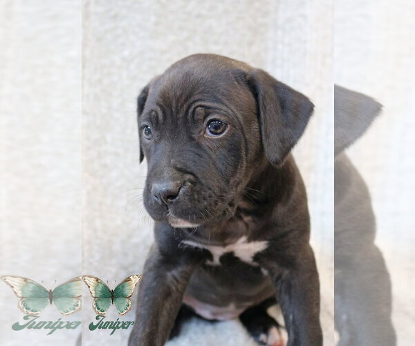 Medium Photo #5 Mutt Puppy For Sale in Wakefield, RI, USA