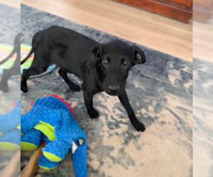 German Shepherd Dog-Unknown Mix Dogs for adoption in MIDWAY, UT, USA