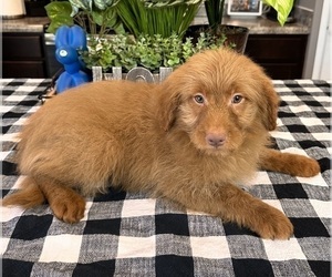 Goldendoodle (Miniature) Dog for Adoption in INDIANAPOLIS, Indiana USA