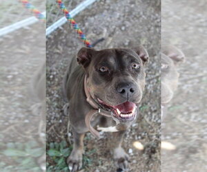 American Pit Bull Terrier-Unknown Mix Dogs for adoption in Oakhurst, NJ, USA