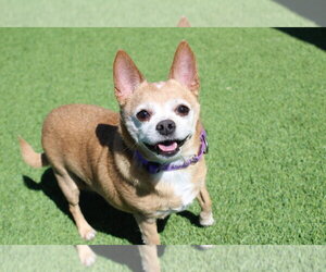 Chihuahua-Unknown Mix Dogs for adoption in Chestertown, MD, USA