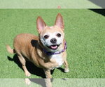 Small Chihuahua Mix