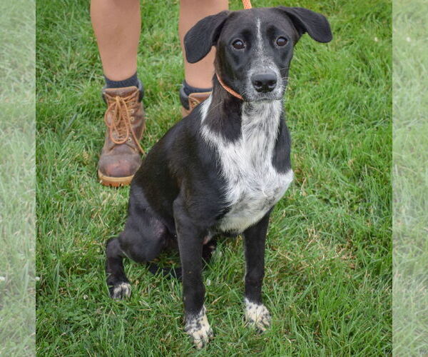 Medium Photo #8 Border-Aussie Puppy For Sale in Huntley, IL, USA