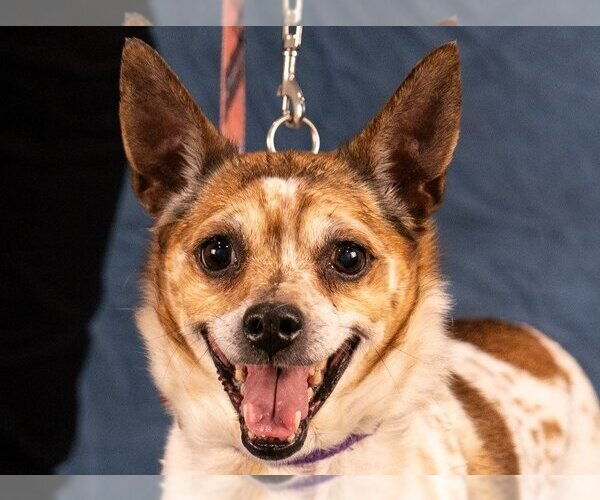 Medium Photo #5 Jack Chi Puppy For Sale in Lake Forest, CA, USA