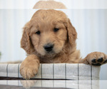 Small Goldendoodle