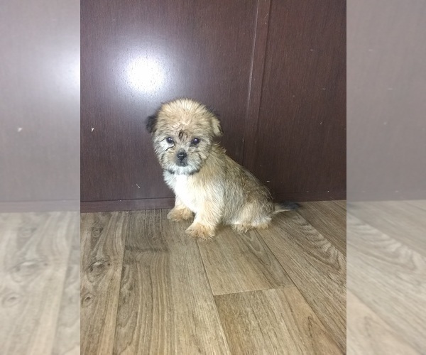 Medium Photo #8 Shih Tzu Puppy For Sale in LAPEER, MI, USA