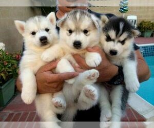 Siberian Husky Dogs for adoption in LOS ANGELES, CA, USA