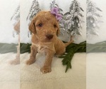 Small Photo #5 Goldendoodle Puppy For Sale in JENKS, OK, USA