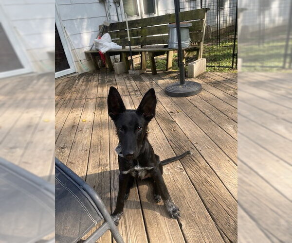 Medium Photo #4 Mutt Puppy For Sale in Kansas City, MO, USA