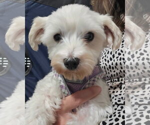 Georgia - Female Maltese Dog for Adoption - Photo #2