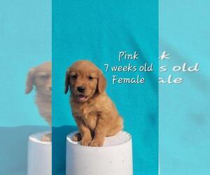 Golden Retriever Puppy for sale in COULEE CITY, WA, USA