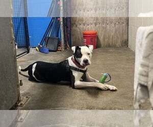 American Pit Bull Terrier-Unknown Mix Dogs for adoption in St. Ann, MO, USA