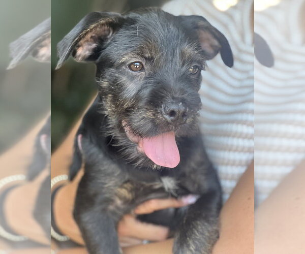 Medium Photo #9 Labrador Retriever-Unknown Mix Puppy For Sale in Dana Point, CA, USA
