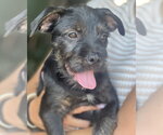 Small #8 Labrador Retriever Mix