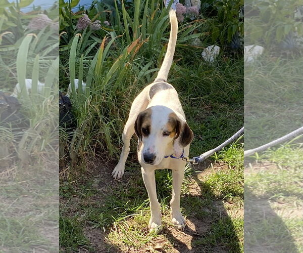 Medium Photo #1 Mutt Puppy For Sale in Rustburg, VA, USA