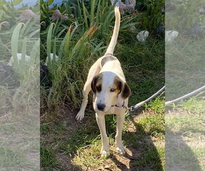 Mutt Dogs for adoption in Rustburg, VA, USA