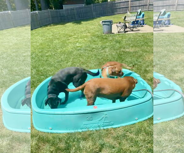 Medium Photo #5 Boxer Puppy For Sale in Dumont, NJ, USA