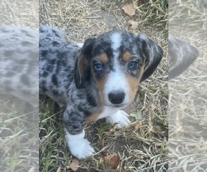 Dachshund-Doxle Mix Puppy for sale in WICHITA, KS, USA