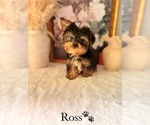 Small #1 YorkiePoo