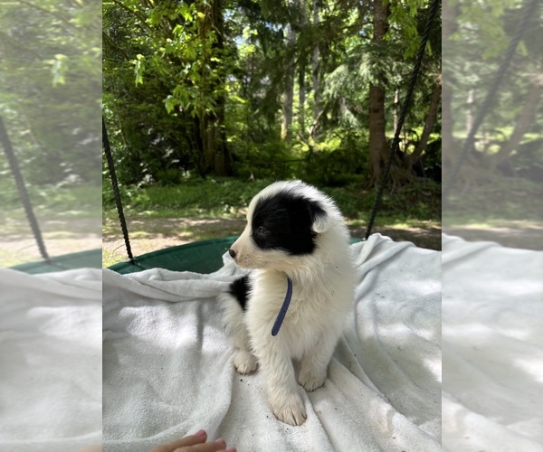 Medium Photo #1 Border-Aussie Puppy For Sale in ENUMCLAW, WA, USA