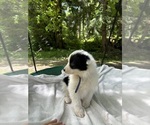 Puppy Puppy 6 Border-Aussie