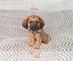 Small Photo #2 Cavachon-Cavapoo Mix Puppy For Sale in HAMPTON, VA, USA