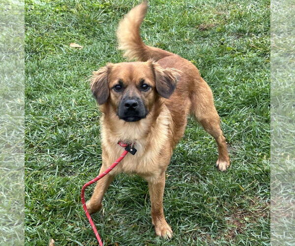 Medium Photo #3 Golden Retriever-Pug Mix Puppy For Sale in Batavia, OH, USA