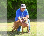 Small #15 American Pit Bull Terrier